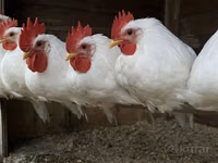 ليغهورن — الصورة 2