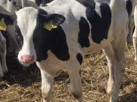 雄牛, Russian Black pied cattle — 写真 6