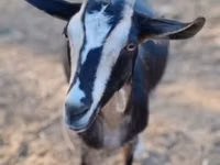 Cabra, Toggenburg goat — foto 2