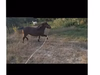 Jument, Chevaux — photo 3