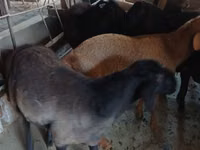 बकरा, Boer goat — फ़ोटो 6