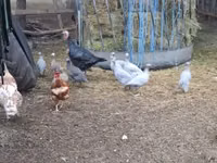 Guinea fowl — 写真 5