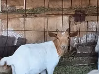 تيس, Boer goat — الصورة 1