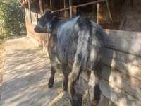 母牛, Belgian Blue — 照片 2