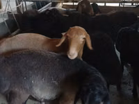 बकरा, Boer goat — फ़ोटो 4
