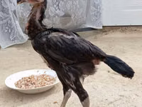 Chickens — الصورة 8