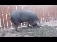 Babi jantan — foto 1
