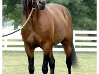 Caballo, Standardbred — foto 3