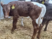 Bovins (lot, sexe non indiqué), Simmental cattle — photo 4