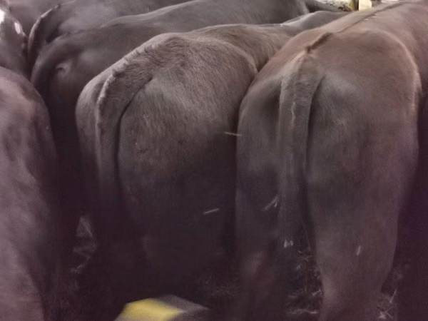 Bull, Aberdeen-Angus