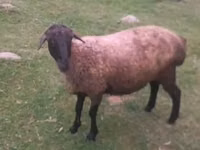 Domba betina, Sheep — foto 1