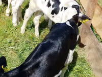 मवेशी (लॉट, लिंग निर्दिष्ट नहीं), Russian Black pied cattle — फ़ोटो 4