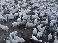 نعجة, Hampshire sheep — الصورة 3