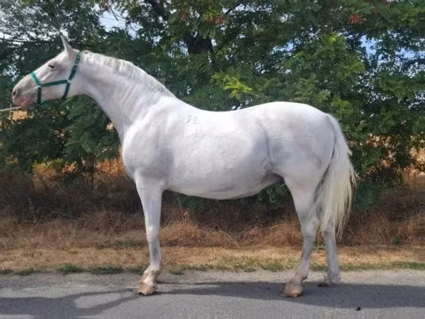 فرس, Lipizzaner