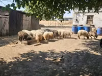 Domba jantan, Racka sheep — foto 2