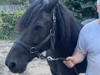 فرس, Hucul pony — الصورة 2
