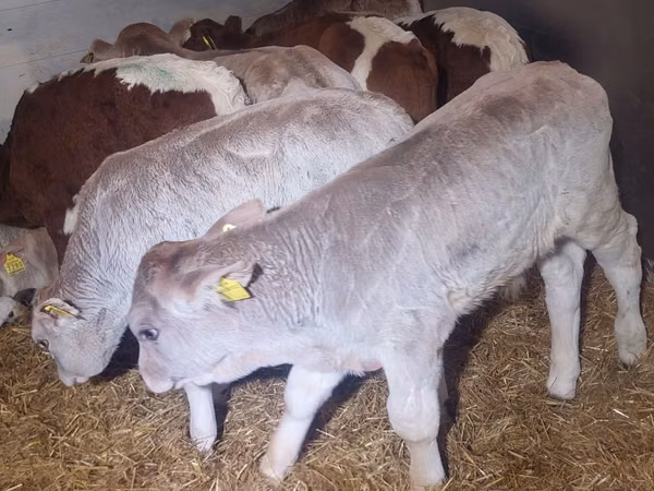 Banteng, Limousin cow