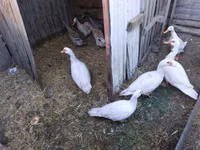 Ducks — Foto 1