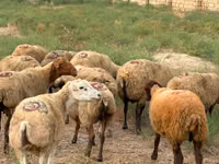 نعجة, Apsheron sheep — الصورة 1