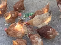 Chickens — 写真 1
