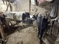 Toro, Ganado vacuno — foto 3