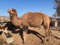 إبل (دفعة، الجنس غير محدد), Kazakh Bactrian camel — الصورة 2