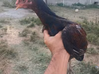 Chickens — photo 1
