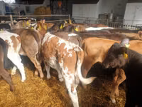 ثور, Simmental cattle — الصورة 2