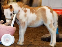 Hengst, Miniature horse — Foto 1