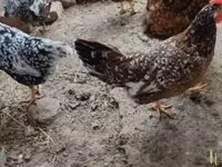 Chickens — फ़ोटो 5