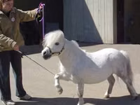 فرس, Miniature horse — الصورة 5