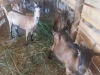 Goat, Goats — photo 6