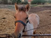 雄馬, Welsh Cob — 写真 5
