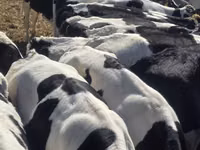 雄牛, Russian Black pied cattle — 写真 4