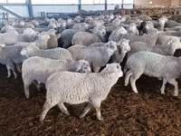 Sheep, Kuibyshev sheep — photo 1
