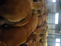 Vaca, Aubrac cattle — foto 2