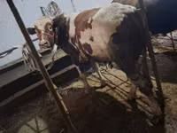 Banteng, Ukrainian Red Pied Dairy cattle — foto 2
