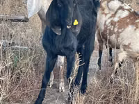 Chèvre, Beetal goats — photo 2