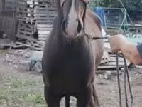 Caballo, Lipizzaner — foto 3