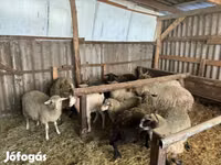 公羊, Merino sheep — 照片 2