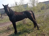 Kuda jantan, Altai horse — foto 2