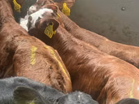 मवेशी (लॉट, लिंग निर्दिष्ट नहीं), Simmental cattle — फ़ोटो 1