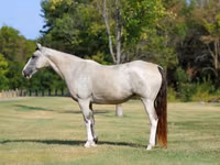 فرس, Skyros Pony — الصورة 2