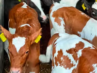 Cattle (batch, sex not specified), Russian Black pied cattle — photo 3