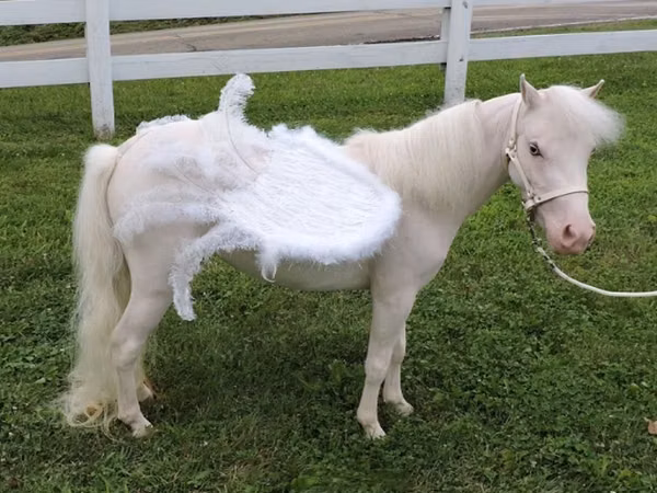 Yegua, Miniature horse