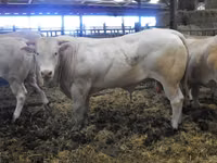 雄牛, Blonde d’Aquitane cattle — 写真 5