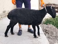 Brebis, Arabi sheep — photo 3