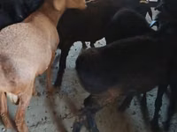 बकरा, Boer goat — फ़ोटो 2