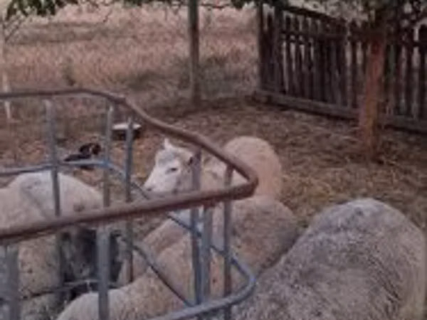 Widder, Cerry Hill sheep