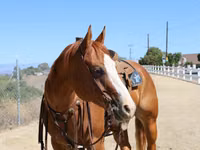 Yegua, Quarter Horse — foto 4